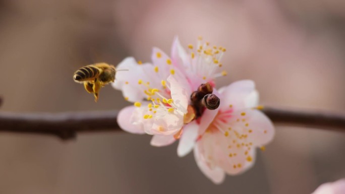蜜蜂在春天从一朵樱花上采集花蜜