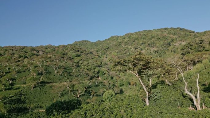 巴拿马博克特山脉的咖啡田-库存视频