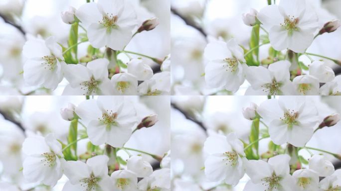 春天唯美樱花特写 洁白的染井吉野