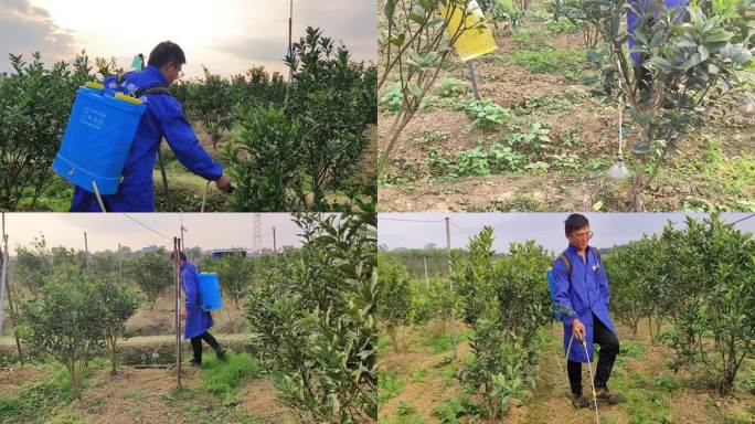 沙糖柑蜜种植园年轻人回乡创业种植果园致富