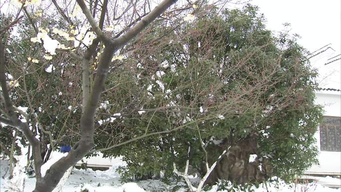 合肥植物园 梅园雪景 雪中腊梅 红梅花苞