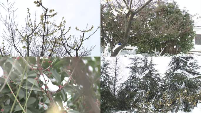 合肥植物园 梅园雪景 雪中腊梅 红梅花苞