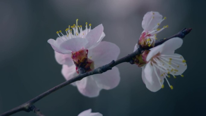 春天的樱花唯美花瓣娇艳桃花樱花蜜蜂采蜜茉