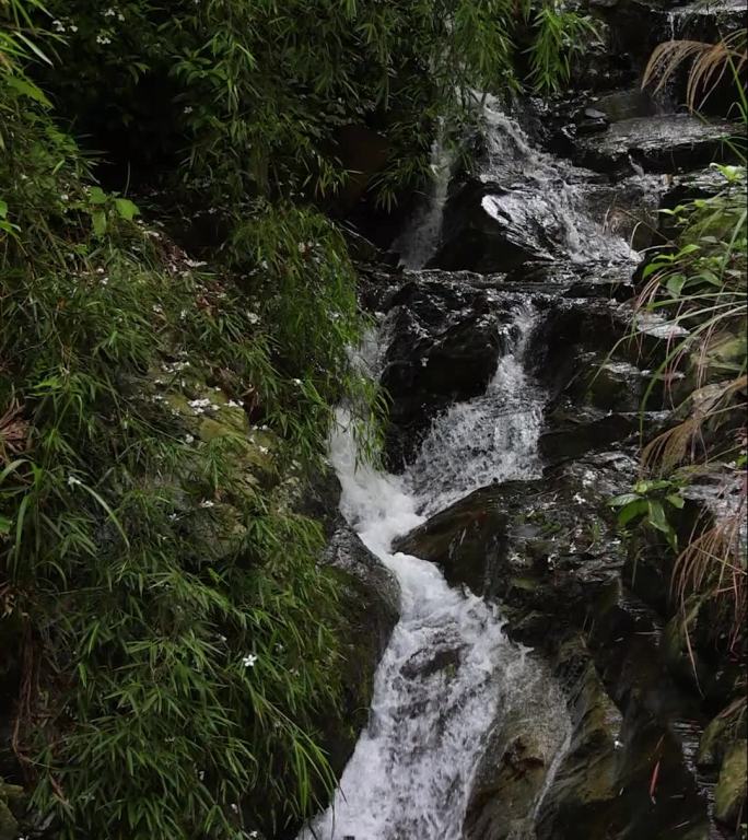 幽静山林中的山溪流水