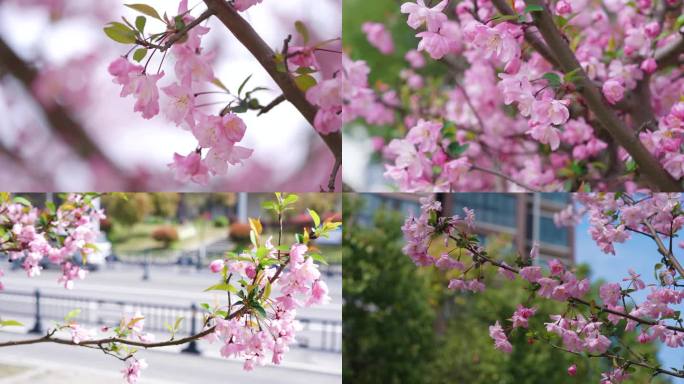 春天海棠花开 春暖花开