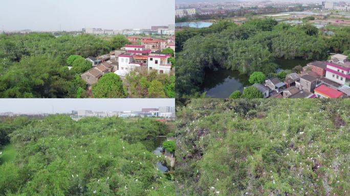 鹭鸟天堂九江湿地公园野生动物保护环境