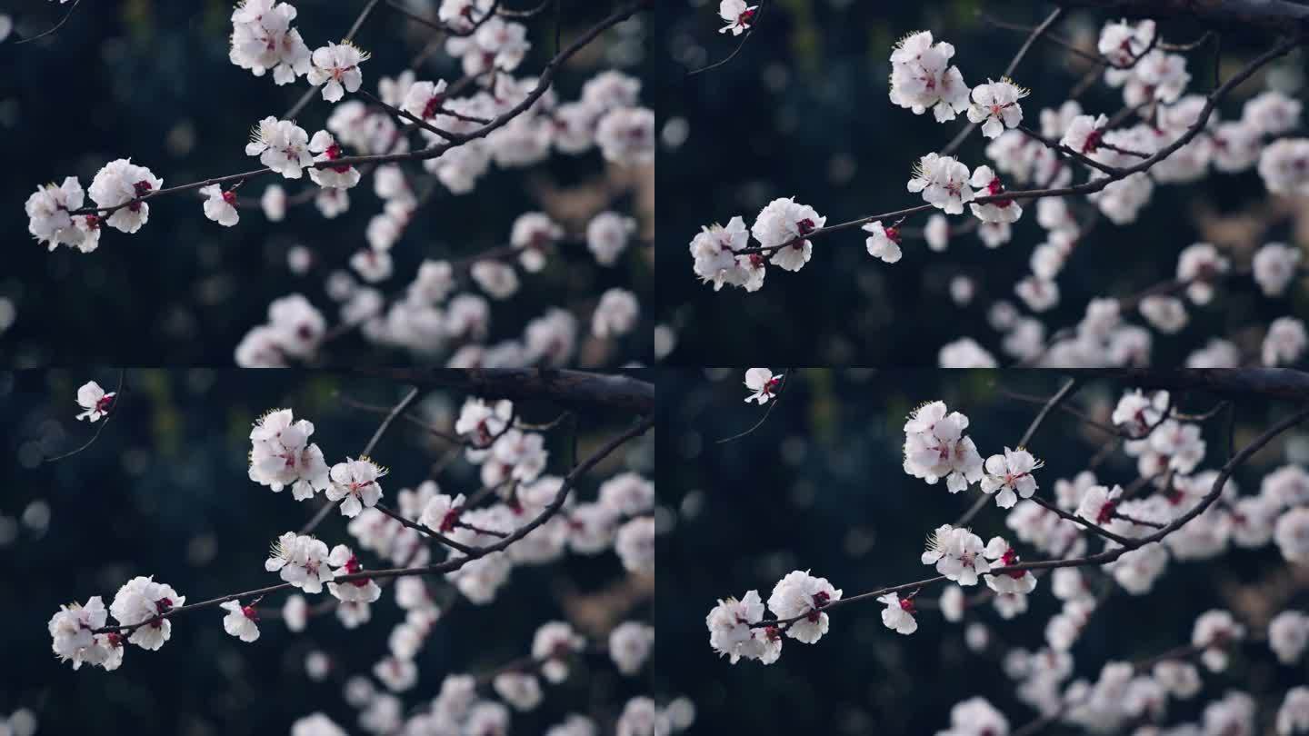春天樱花的特写清新、自然美、春天、