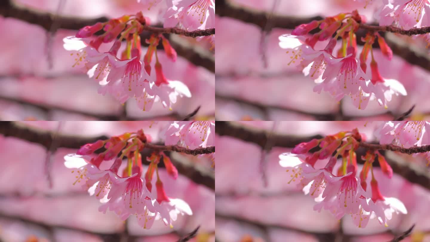 Blooming flowers sakura tree in spring video 4k