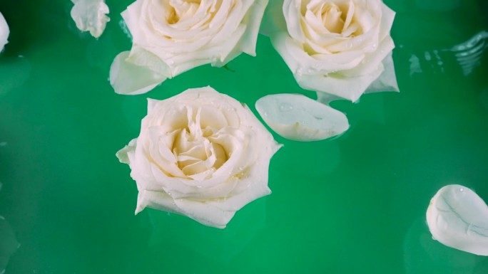 白色玫瑰的花朵和花瓣漂浮在绿色的背景上，在水面上荡起涟漪。