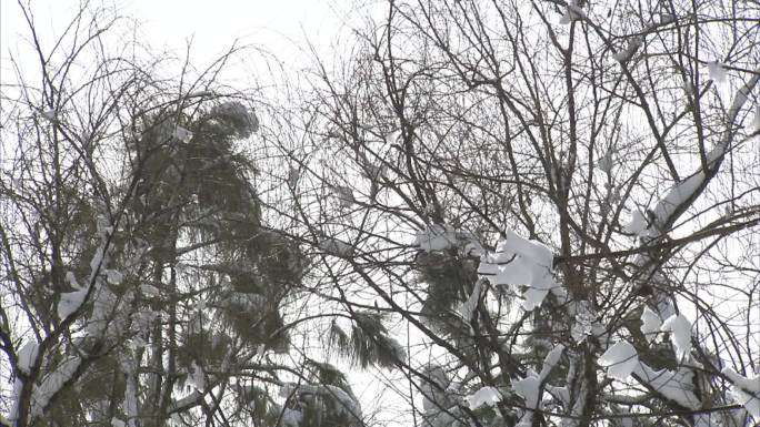 植物园 公园 雪景  树木 冰面 河面