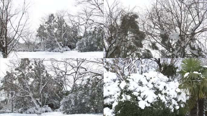 植物园 公园 雪景  树木 冰面 河面