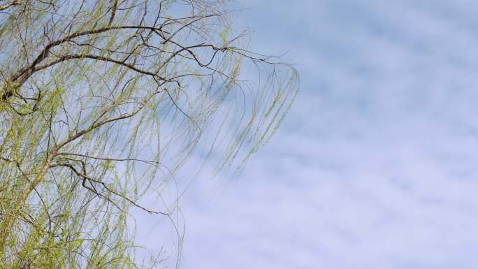4k春风吹来柳树垂柳树枝和小鸟随风舞动