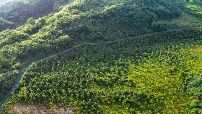 永州零陵矿区改善生态种植树木治理矿区