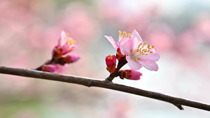 春天桃花公园美好心情