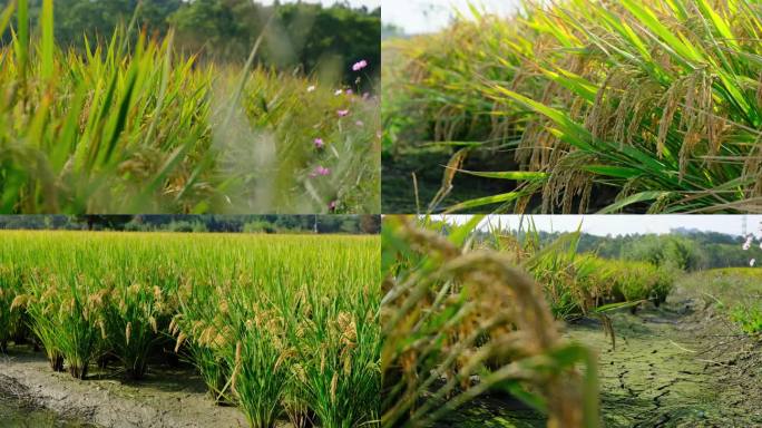 秋天的稻田，风中摇曳的成熟稻谷