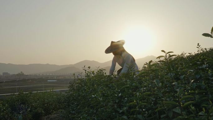 采茶女茶园采茶