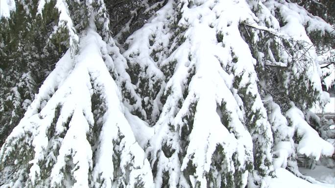 合肥植物园 冬季  雪景 白雪 雪压松枝