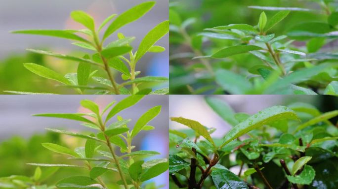 城市下暴雨下雨天雨水雨滴植物树叶子草木雨