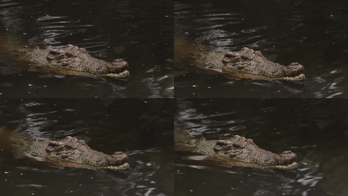 鳄鱼在浑浊的水中游泳