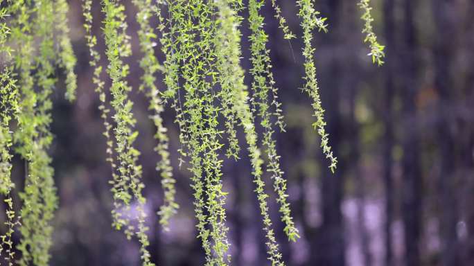 28元合集春风吹动樱花湖边发芽的垂柳