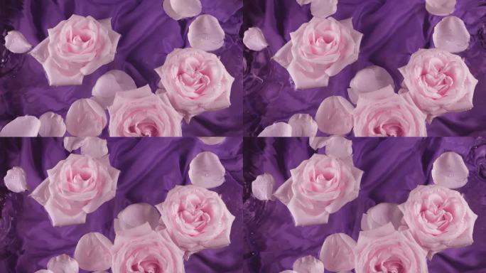 粉红色玫瑰的花朵和花瓣漂浮在深紫色的背景上，在水面上荡漾。
