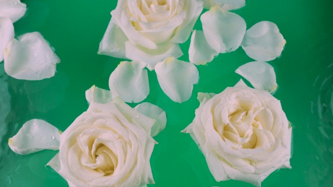 白色玫瑰的花朵和花瓣漂浮在绿色的背景上，在水面上荡起涟漪。