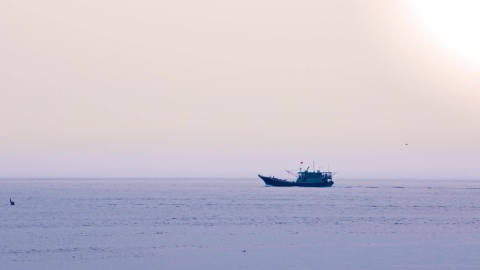 海湾日落下海鸥围绕忙碌的渔船