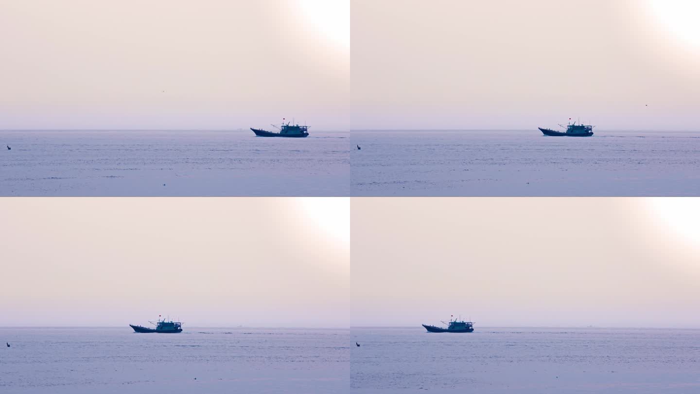 海湾日落下海鸥围绕忙碌的渔船