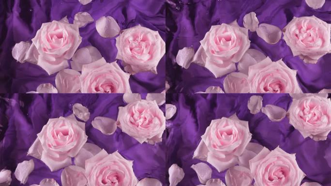 粉红色玫瑰的花朵和花瓣漂浮在深紫色的丝绸背景上，在水面上荡漾。