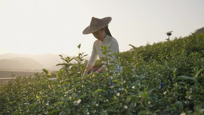 采茶女茶园茶山