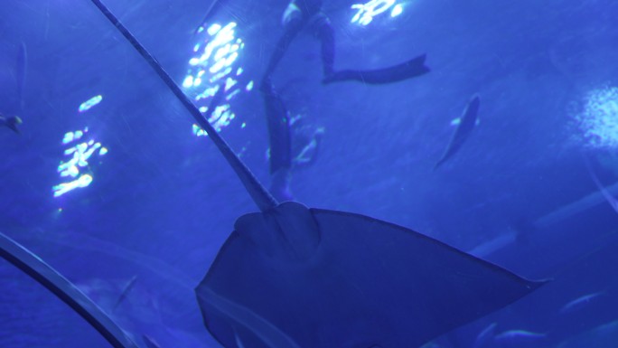 海洋馆水族馆海洋鱼热带鱼豹纹魟