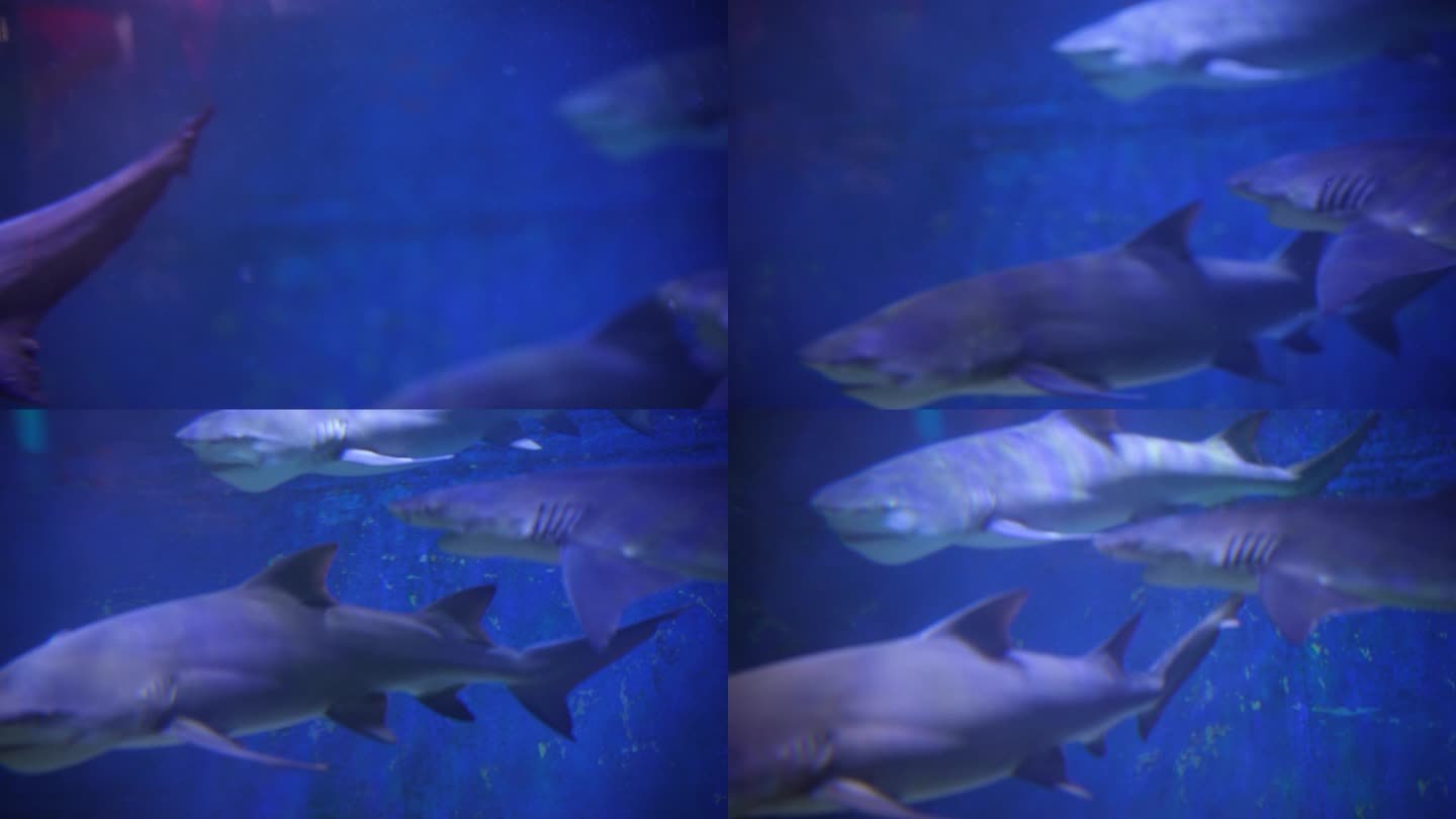 海洋馆水族馆海洋鱼热带鱼凶猛兽鲨鱼