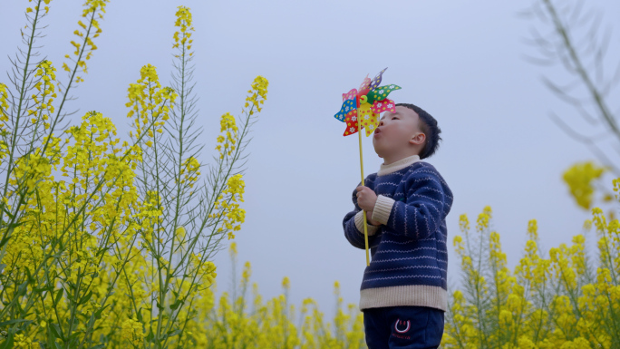 油菜花田 小孩玩耍风车