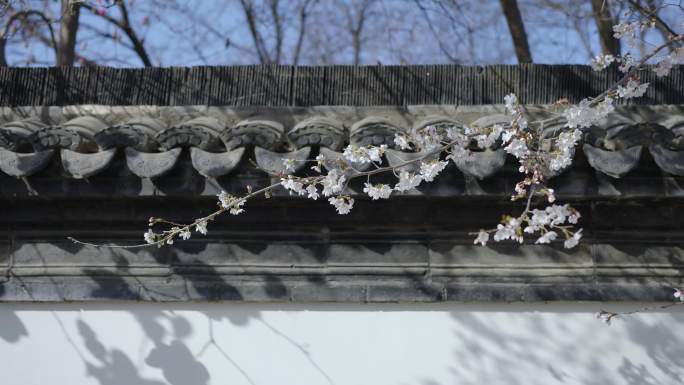 实拍春天玉兰花和樱花盛开枝头空镜4K