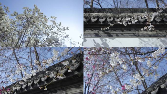 实拍春天玉兰花和樱花盛开枝头空镜4K