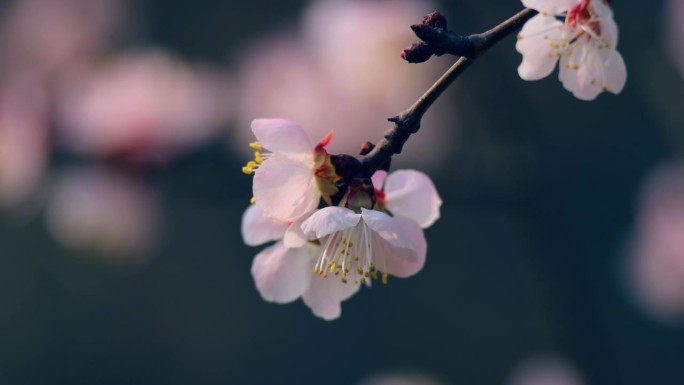 美丽的樱花在春天，特写
