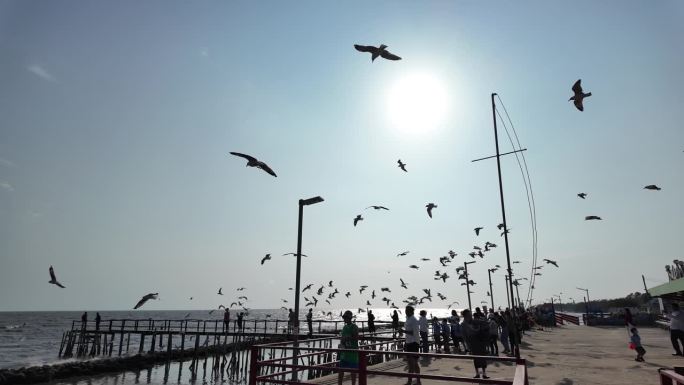 游客喂海鸥。缓慢的运动。
