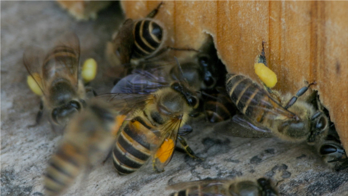 春天农村蜜蜂采蜜忙，微观升格土蜂采蜜归巢