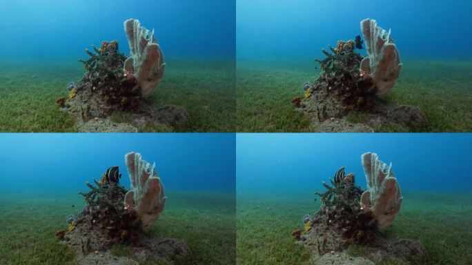 一条法国天使鱼在一次漂亮的潜水中靠近礁石游泳。在佳能R5上以4K拍摄。