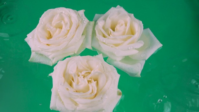 白色的玫瑰花漂浮在水中，背景是绿色的。水滴落在玫瑰和水面上。
