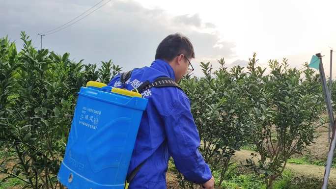 树种植园 年轻人回乡创业 种植果园致富路