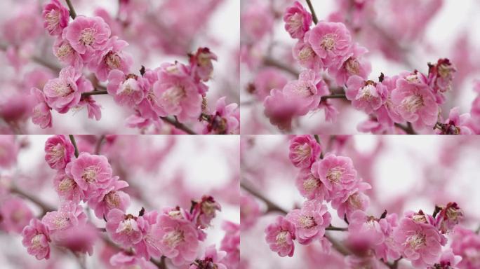 春天的梅花特写粉红色梅花盛开