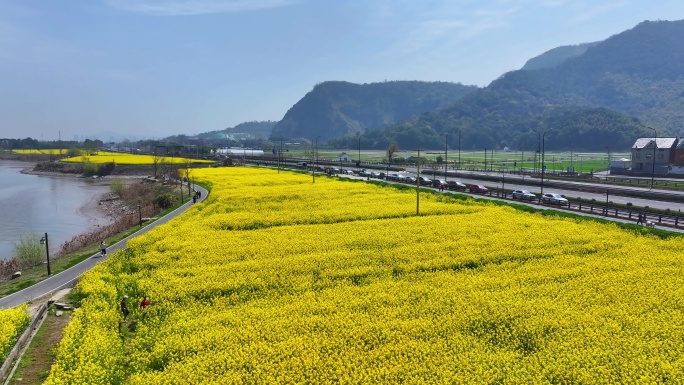 4k航拍富阳富春江边油菜花