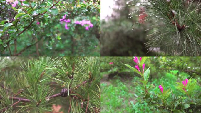 雨后花园风光