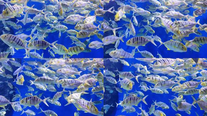 海洋馆水族馆海洋鱼热带鱼黄鹂无齿鲹
