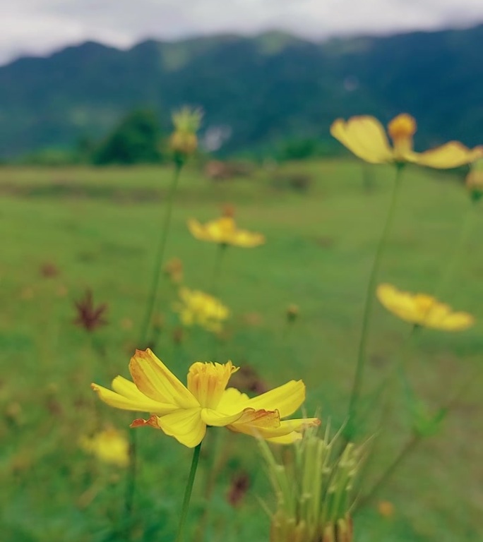 春天的景象，黄花摇曳在绿草山