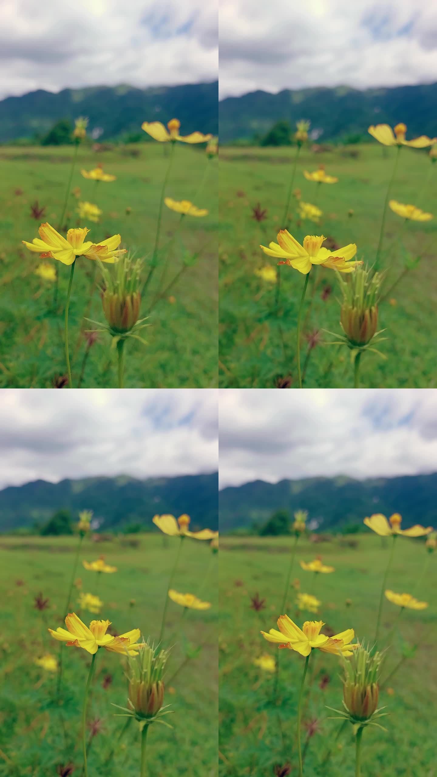 春天的景象，黄花摇曳在绿草山