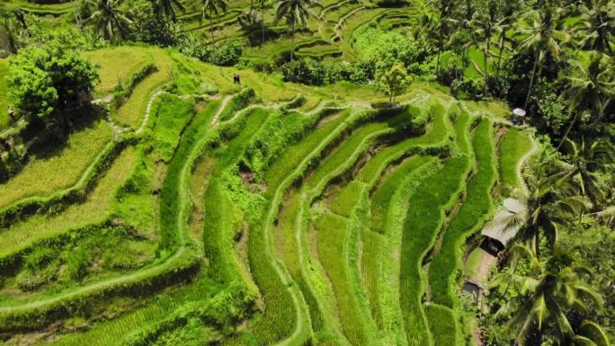 印度尼西亚巴厘岛上令人惊叹的Tegallalang梯田。航拍后拉镜头展示了它们复杂的美丽和郁郁葱葱的