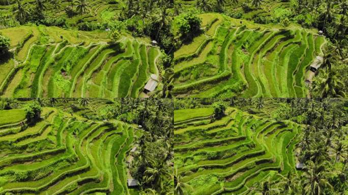 印度尼西亚巴厘岛上令人惊叹的Tegallalang梯田。航拍后拉镜头展示了它们复杂的美丽和郁郁葱葱的