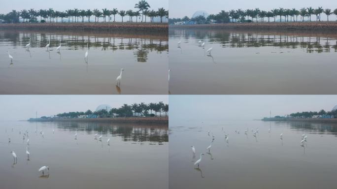 海边的白鹭三